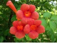 Campsis radicans (Trâmbiţă)